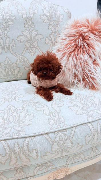 Asian Poodle for Stud DNA tested