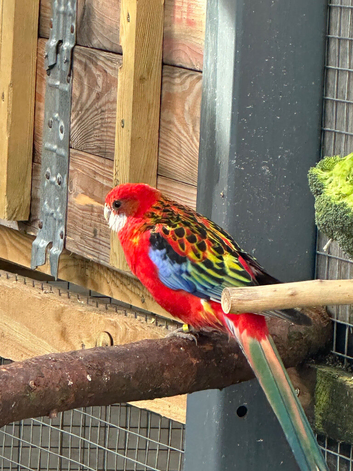 2 rosellas male and female NEGOTIATE PRICES