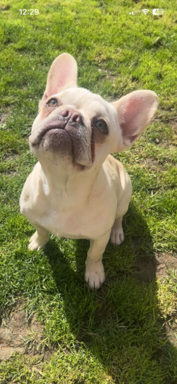 White frenchie bitch
