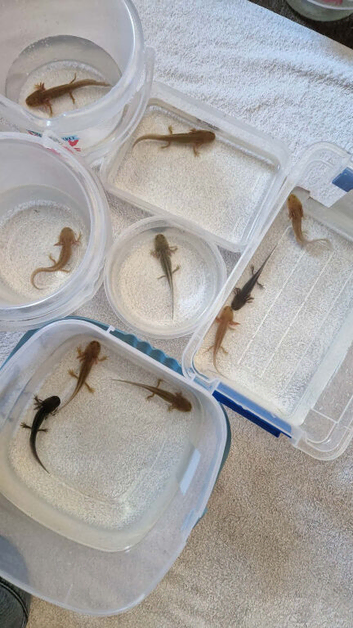 Axolotls