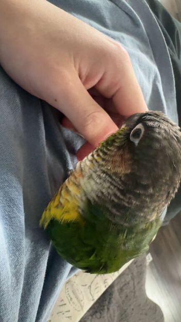 My bird for sale