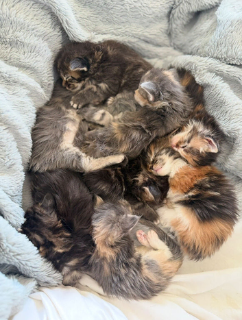 Stunning Maine Coon Kittens Looking for Five-Star Homes
