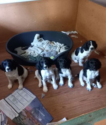 Companions  / family  pet's  Ready to go