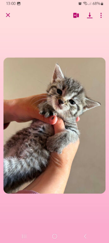 Grey tabby tortie kittens