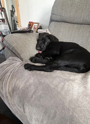 Labrador girl wanting a new home