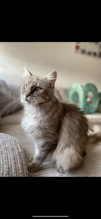Beautiful kittens