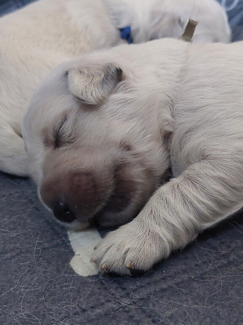 KC registered golden retriever puppies