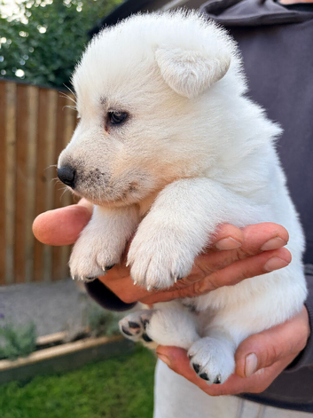 White Swiss Shepherd puppies