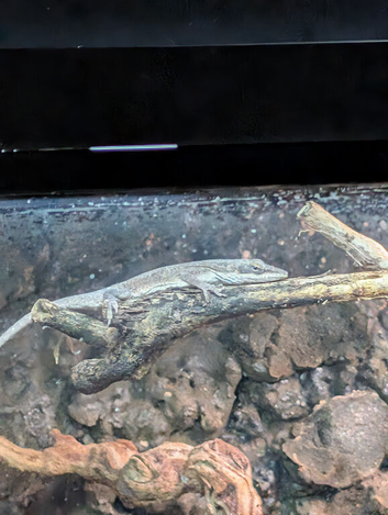 Have a pair of Green Anole for sale
