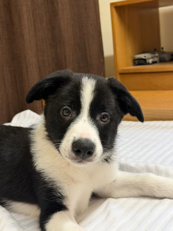 Baby Border Collie Only one available