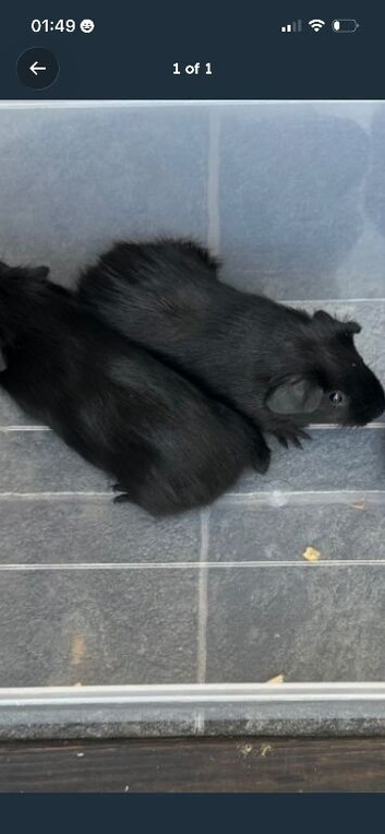 Black guinea pigs x2
