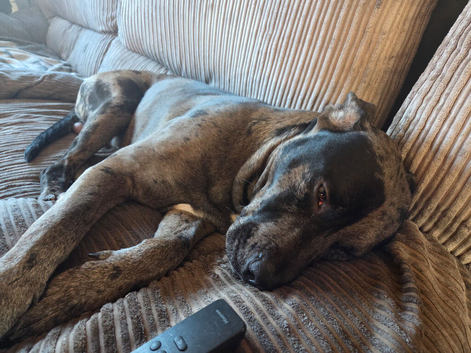 1 year old great dane /german sheppeded cross