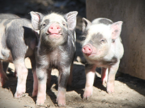 Genuine Juliana Line Micro Pigs