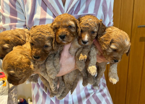 Gorgeous Cavapoo Puppies &ndash; 5 Girls Available
