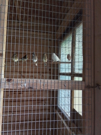 Baby Gloster Canaries for sale