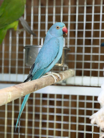 Blue ring neck