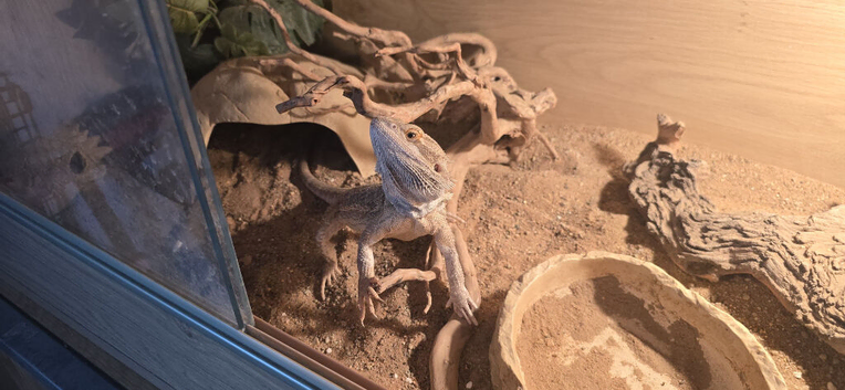 Bearded dragon with set up