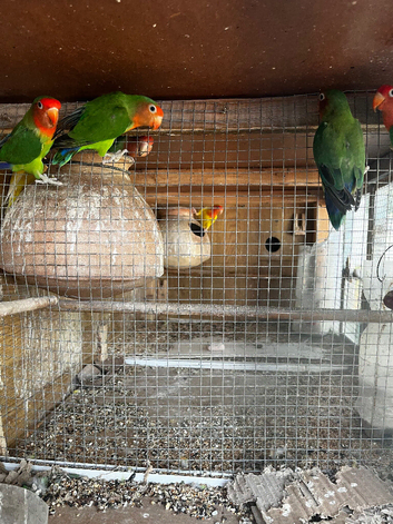 Love birds available for sale- Healthey and strong