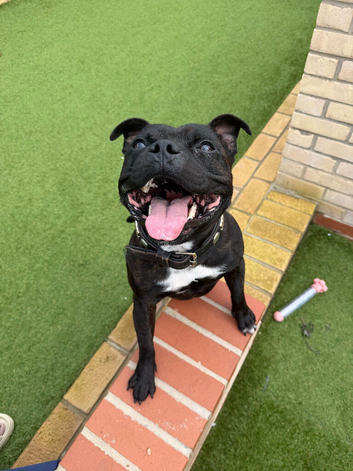 KC Registered Red/Brindle Black Staffy Puppies