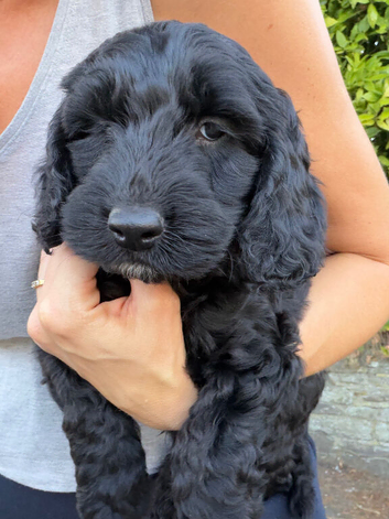 Beautiful Cockapoo boy Puppy &ndash; 1 Boy left
