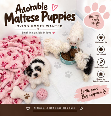 ADORABLE MALTIPOO PUPPIES