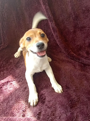 Jack Russell Puppies