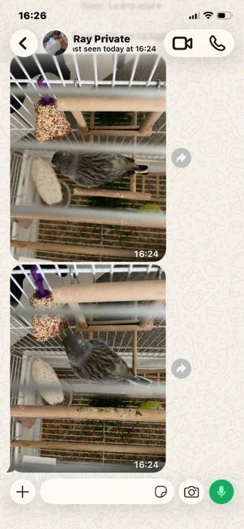 Lizard Canary and Cage