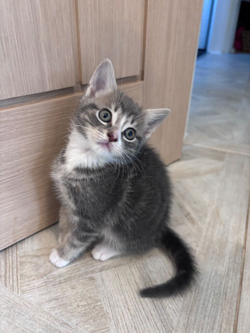 4 sweet kittens ready for finding a forever home