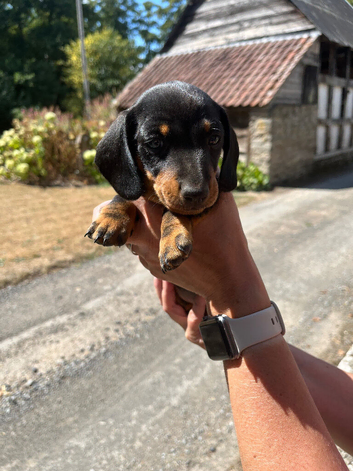 Miniature Dachshund Puppies