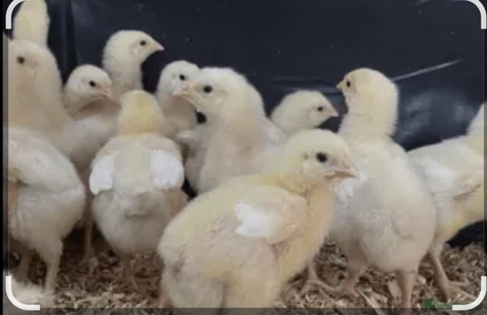 Warren 5 weeks old chicks