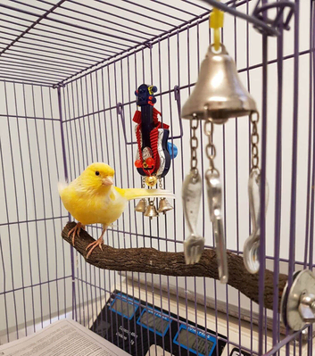 Canary pair 2026