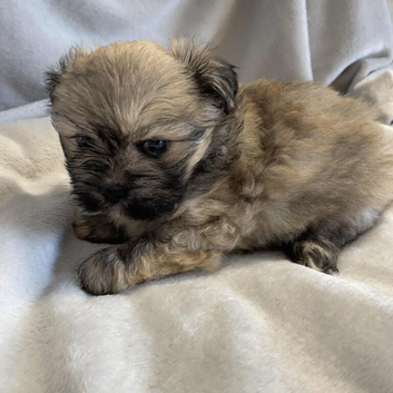 K C registered Lhasa Apso Puppies