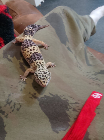 We have a beautiful female leapord geko for sale with enclosure and accessories