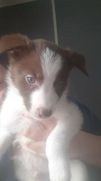 Border collie pups one boy left first pic ready to leave