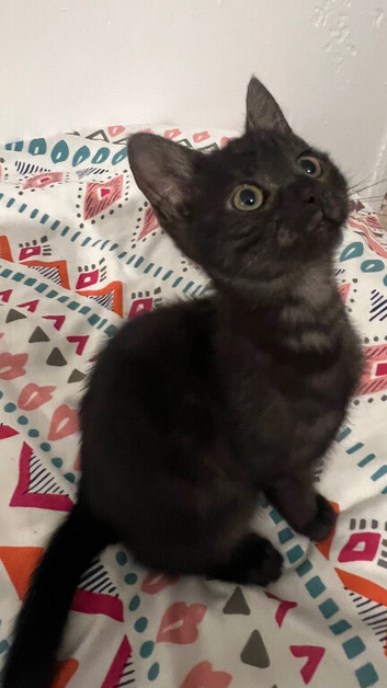1 Black kitten  ready for her new homes