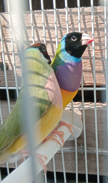Birds for sale
