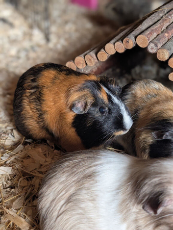 Sows looking for forever homes