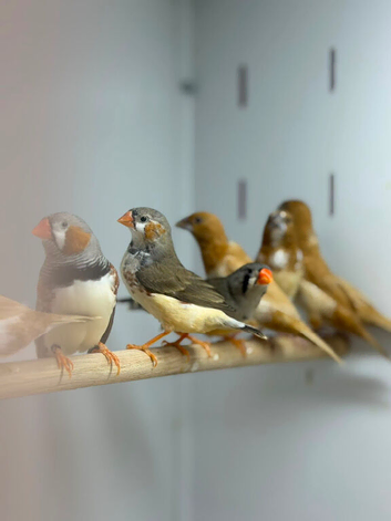 Zebra finches