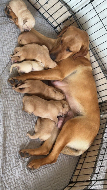 Beautiful goldador puppy&rsquo;s