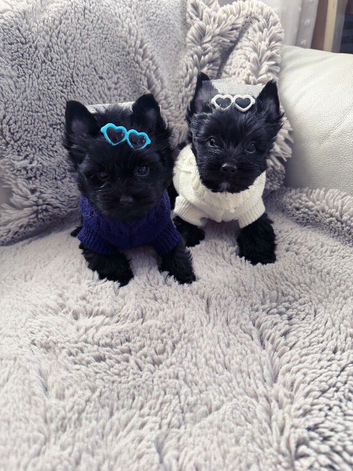 Mini Yorkshire terrier boys last one