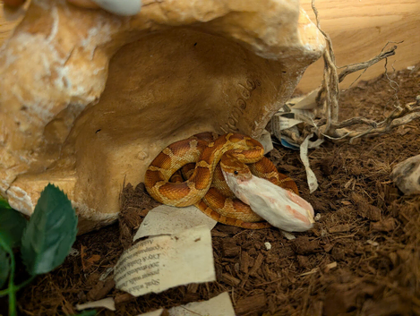 1-2 year old corn snake