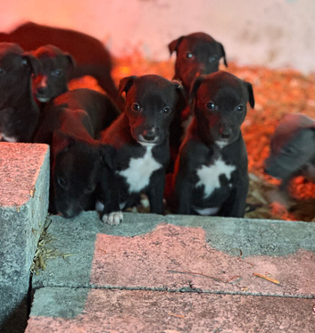 Stunning Lurcher puppies