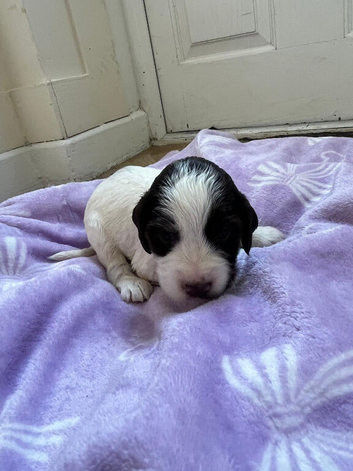Beautiful litter of show spaniels