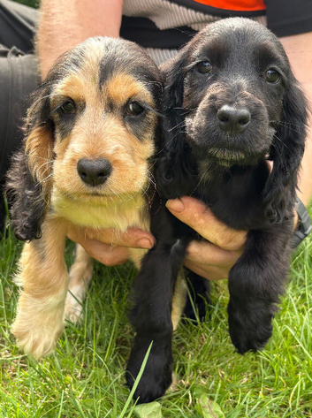 Beautiful Show Type Cocker Spaniel Puppies - Ready Now!