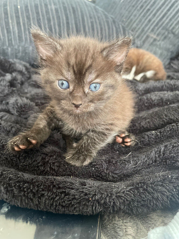 Ragdoll x Maine coon
