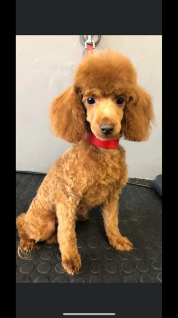Toy poodle stud proven