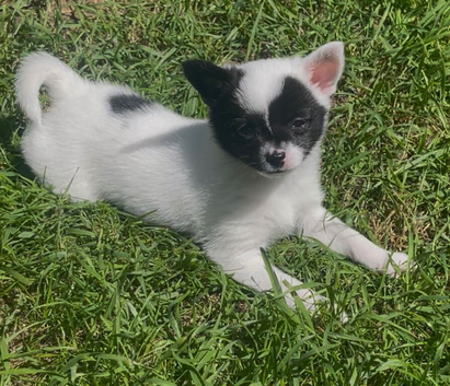 Stunning little girl