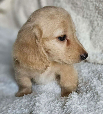 Longhaired miniature dachshund