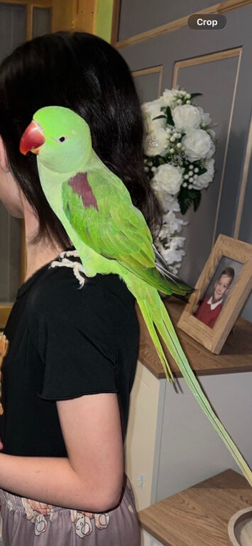 Very tame and very good talker for sale