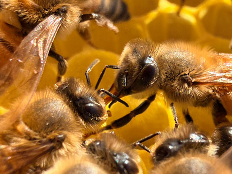6 Frame Overwintered National Nucleus of Bees 2027 Early Spring